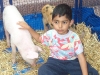 Touching pig.jpg